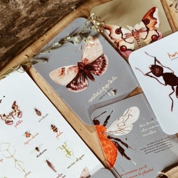 Pipocas Tarjetas de estimulación Insectario